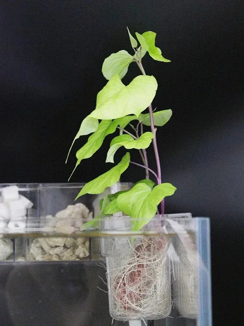 Aquarium Plant Nursery - Transparent Aquarium Plant Baskets Hanging Decorations
