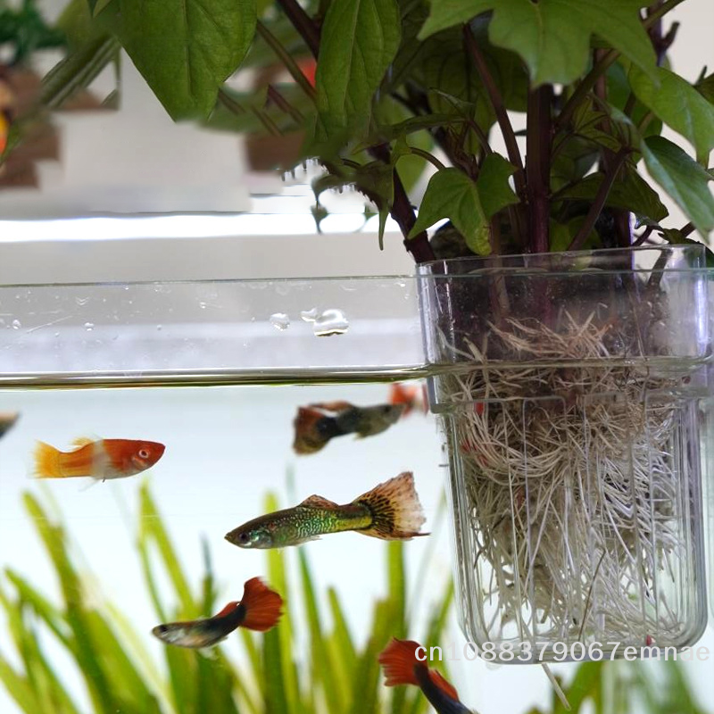 Wall-Mounted Transparent Hydro - огляд і ціна Aquarium Planted Setup