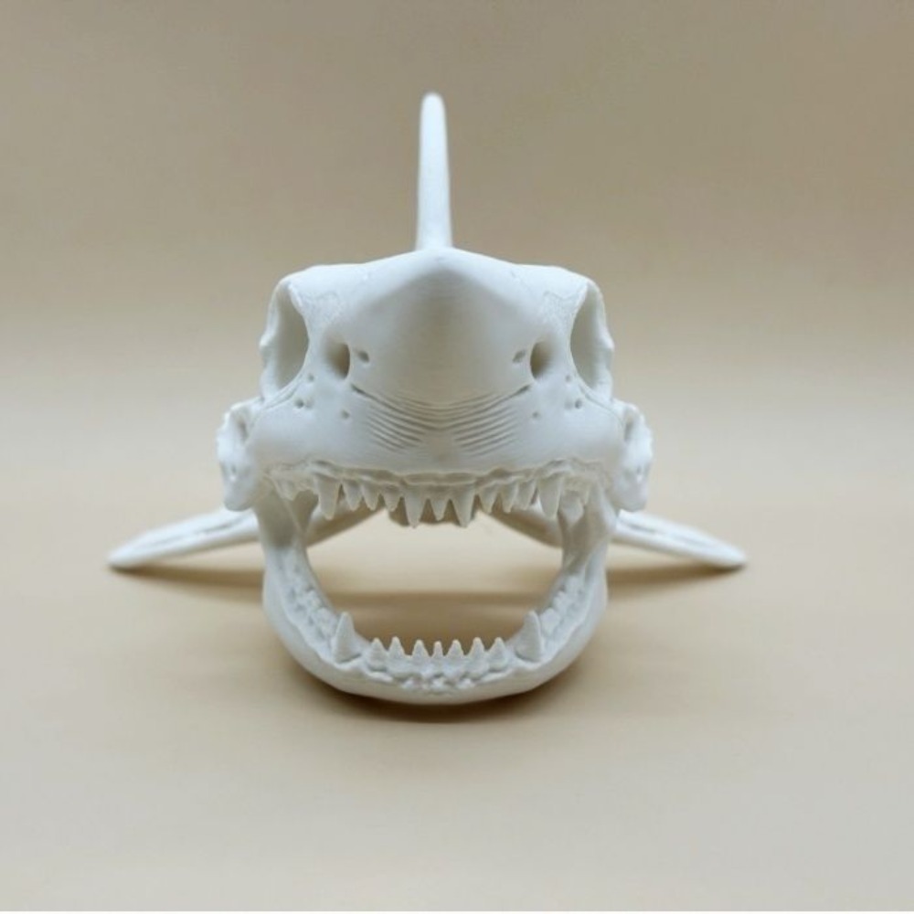 3D Printing Shark Skull Skelet - огляд і ціна Aquarium Sand White