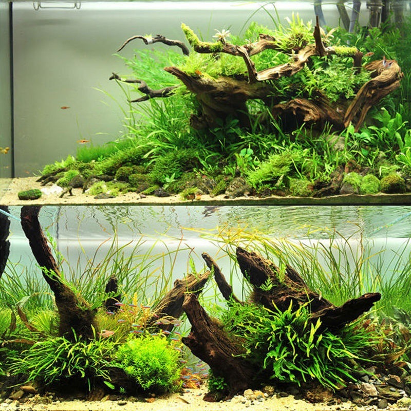 Natural Driftwood Aquarium Mos - огляд і ціна Planted Aquarium With Driftwood