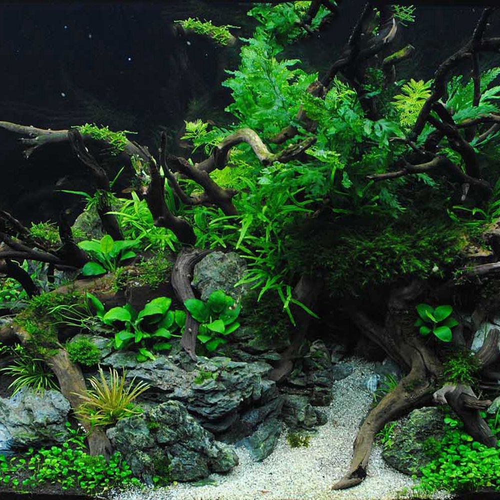 1 Pcs Wood Reptile Fish Tank O - огляд і ціна Planted Aquarium With Driftwood