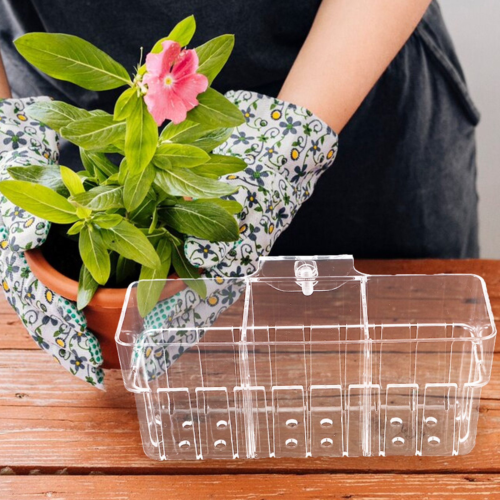Three Compartment Transparent  - огляд і ціна Aquarium Plant Nursery