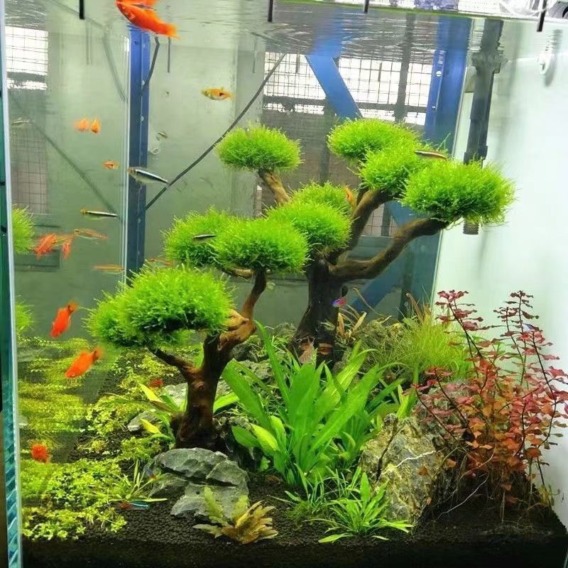 Fish tank greening wood frame  - огляд і ціна Planted Aquarium With Driftwood