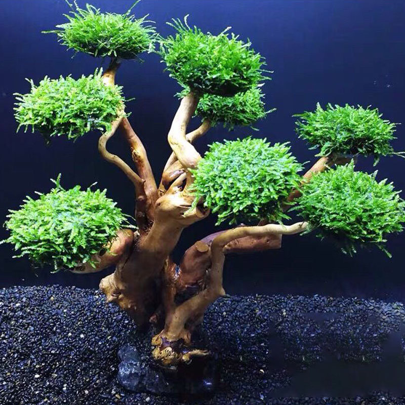 Fish tank greening wood frame  - огляд і ціна Planted Aquarium With Driftwood