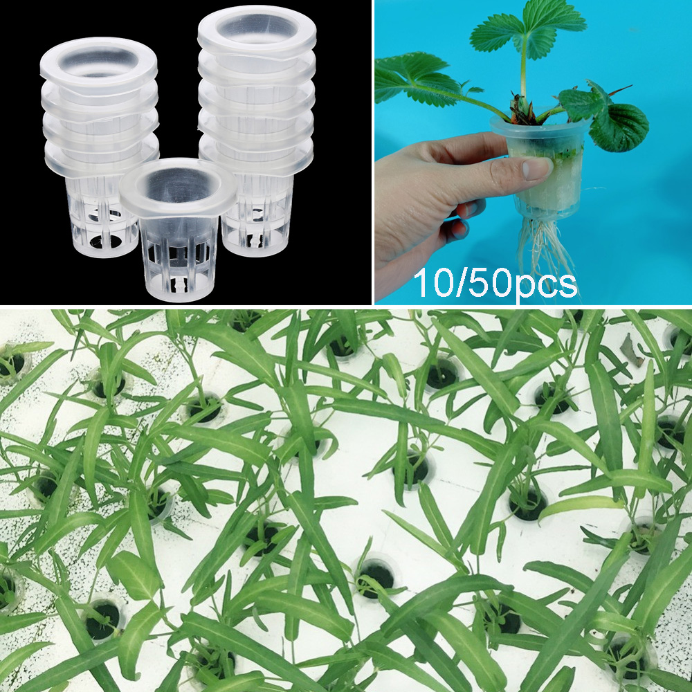 10/50pcs Garden Supplies Aquar - огляд і ціна Aquarium Plant Nursery