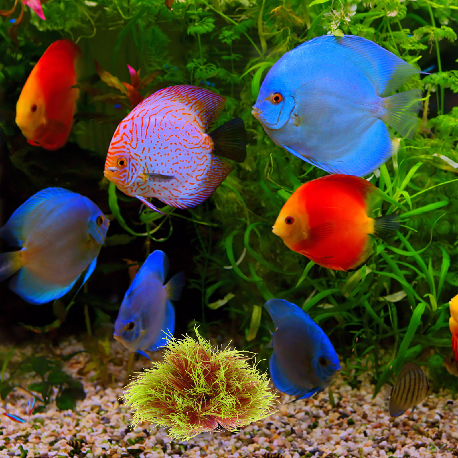 High Simulation Aquarium Plant - огляд і ціна Aquarium Planted Setup